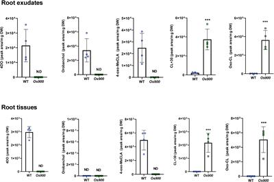 Perspectives on the metabolism of strigolactone rhizospheric signals